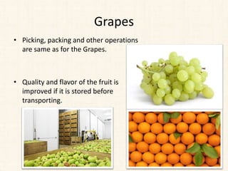 Grapes
• Picking, packing and other operations
are same as for the Grapes.
• Quality and flavor of the fruit is
improved if it is stored before
transporting.
 