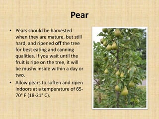 Pear
• Pears should be harvested
when they are mature, but still
hard, and ripened off the tree
for best eating and canning
qualities. If you wait until the
fruit is ripe on the tree, it will
be mushy inside within a day or
two.
• Allow pears to soften and ripen
indoors at a temperature of 65-
70° F (18-21° C).
 