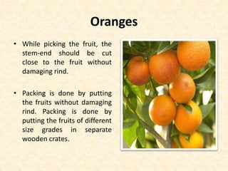 Oranges
• While picking the fruit, the
stem-end should be cut
close to the fruit without
damaging rind.
• Packing is done by putting
the fruits without damaging
rind. Packing is done by
putting the fruits of different
size grades in separate
wooden crates.
 