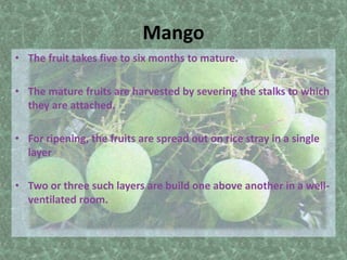 Mango
• The fruit takes five to six months to mature.
• The mature fruits are harvested by severing the stalks to which
they are attached.
• For ripening, the fruits are spread out on rice stray in a single
layer
• Two or three such layers are build one above another in a well-
ventilated room.
 