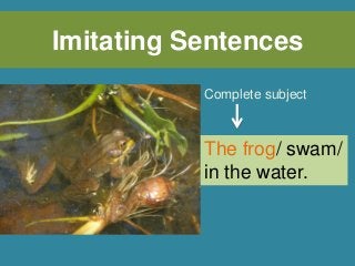 Imitating Sentences
The frog/ swam/
in the water.
Complete subject
 