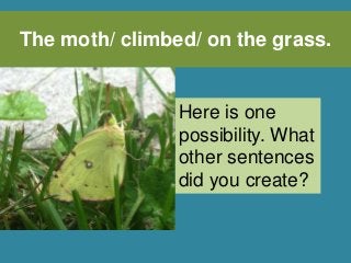 The moth/ climbed/ on the grass.
Here is one
possibility. What
other sentences
did you create?
 