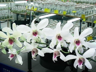 1629 เมษายน 2558
 