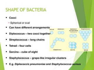 SHAPE OF BACTERIA
 Cocci
• Spherical or oval
 Can have different arrangements
 Diplococcus – two cocci together
 Streptococcus – long chains
 Tetrad – four cells
 Sarcina – cube of eight
 Staphylococcus – grape-like irregular clusters
 E.g. Diplococcis pneumoniae and Staphylococcus aureus
 