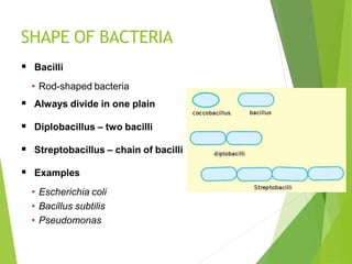 SHAPE OF BACTERIA
 Bacilli
• Rod-shaped bacteria
 Always divide in one plain
 Diplobacillus – two bacilli
 Streptobacillus – chain of bacilli
 Examples
• Escherichia coli
• Bacillus subtilis
• Pseudomonas
 