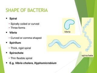 SHAPE OF BACTERIA
 Spiral
• Spirally coiled or curved
• Three forms
 Vibrio
• Curved or comma shaped
 Spirillum
• Thick, rigid spiral
 Spirochete
• Thin flexible spiral
 E.g. Vibrio cholera, Hyphomicrobium
 
