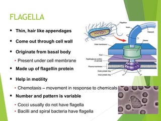 FLAGELLA
 Thin, hair like appendages
 Come out through cell wall
 Originate from basal body
• Present under cell membrane
 Made up of flagellin protein
 Help in motility
• Chemotaxis – movement in response to chemicals
 Number and pattern is variable
• Cocci usually do not have flagella
• Bacilli and spiral bacteria have flagella
 