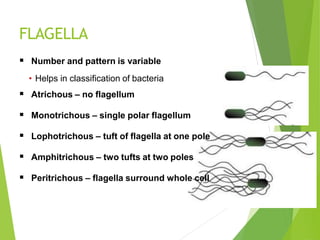 FLAGELLA
 Number and pattern is variable
• Helps in classification of bacteria
 Atrichous – no flagellum
 Monotrichous – single polar flagellum
 Lophotrichous – tuft of flagella at one pole
 Amphitrichous – two tufts at two poles
 Peritrichous – flagella surround whole cell
 