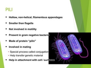 PILI
 Hollow, non-helical, filamentous appendages
 Smaller than flagella
 Not involved in motility
 Present in gram negative bacteria
 Made of protein “pilin”
 Involved in mating
• Special process called conjugation
• Help transfer genetic material
 Help in attachment with cell / surfaces
 