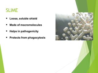SLIME
 Loose, soluble shield
 Made of macromolecules
 Helps in pathogenicity
 Protects from phagocytosis
 