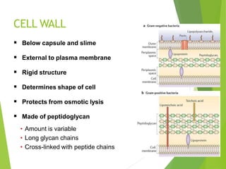 CELL WALL
 Below capsule and slime
 External to plasma membrane
 Rigid structure
 Determines shape of cell
 Protects from osmotic lysis
 Made of peptidoglycan
• Amount is variable
• Long glycan chains
• Cross-linked with peptide chains
 