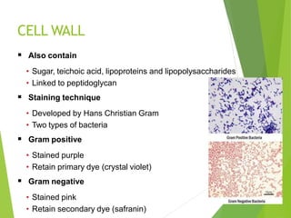 CELL WALL
 Also contain
• Sugar, teichoic acid, lipoproteins and lipopolysaccharides
• Linked to peptidoglycan
 Staining technique
• Developed by Hans Christian Gram
• Two types of bacteria
 Gram positive
• Stained purple
• Retain primary dye (crystal violet)
 Gram negative
• Stained pink
• Retain secondary dye (safranin)
 