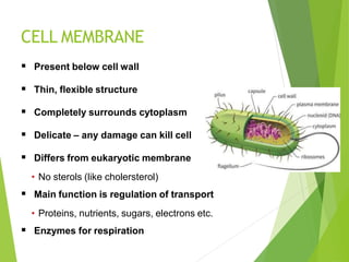 CELL MEMBRANE
 Present below cell wall
 Thin, flexible structure
 Completely surrounds cytoplasm
 Delicate – any damage can kill cell
 Differs from eukaryotic membrane
• No sterols (like cholersterol)
 Main function is regulation of transport
• Proteins, nutrients, sugars, electrons etc.
 Enzymes for respiration
 