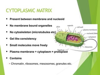 CYTOPLASMIC MATRIX
 Present between membrane and nucleoid
 No membrane bound organelles
 No cytoskeleton (microtubules etc)
 Gel like consistency
 Small molecules move freely
 Plasma membrane + cytoplasm = protoplast
 Contains
• Chromatin, ribosomes, mesosomes, granules etc.
 