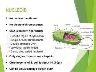 NUCLEOID
 No nuclear membrane
 No discrete chromosomes
 DNA is present near center
• Specific region of cytoplasm
• Single circular chromosome
• Double stranded DNA
• Very long, tightly folded
• Dense area called nucleoid
 Only single chromosome – haploid
 Chromosome of E. coli is about 14,000μm
 Can be visualized by Feulgen stain
 