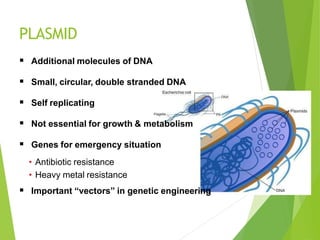 PLASMID
 Additional molecules of DNA
 Small, circular, double stranded DNA
 Self replicating
 Not essential for growth & metabolism
 Genes for emergency situation
• Antibiotic resistance
• Heavy metal resistance
 Important “vectors” in genetic engineering
 