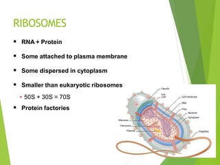 RIBOSOMES
 RNA + Protein
 Some attached to plasma membrane
 Some dispersed in cytoplasm
 Smaller than eukaryotic ribosomes
• 50S + 30S = 70S
 Protein factories
 