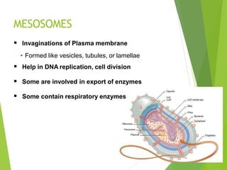 MESOSOMES
 Invaginations of Plasma membrane
• Formed like vesicles, tubules, or lamellae
 Help in DNA replication, cell division
 Some are involved in export of enzymes
 Some contain respiratory enzymes
 