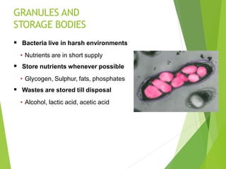 GRANULES AND
STORAGE BODIES
 Bacteria live in harsh environments
• Nutrients are in short supply
 Store nutrients whenever possible
• Glycogen, Sulphur, fats, phosphates
 Wastes are stored till disposal
• Alcohol, lactic acid, acetic acid
 