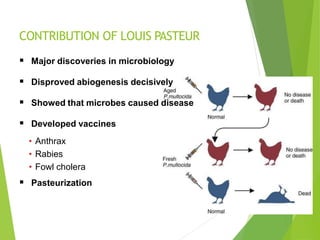 CONTRIBUTION OF LOUIS PASTEUR
 Major discoveries in microbiology
 Disproved abiogenesis decisively
 Showed that microbes caused disease
 Developed vaccines
• Anthrax
• Rabies
• Fowl cholera
 Pasteurization
 