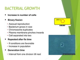 BACTERIAL GROWTH
 Increase in number of cells
 Binary fission
• Asexual reproduction
• Bacterium grows in size
• Chromosome duplicates
• Plasma membrane pinches inwards
• Cell separated into two
 Repeated after fix time
• If conditions are favorable
• Increase in population
 Generation time
• Interval from one division till next
 