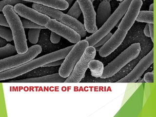 IMPORTANCE OF BACTERIA
 