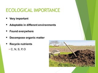ECOLOGICAL IMPORTANCE
 Very important
 Adaptable in different environments
 Found everywhere
 Decompose organic matter
 Recycle nutrients
• C, N, S, P
, O
 