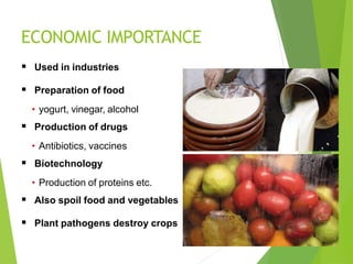 ECONOMIC IMPORTANCE
 Used in industries
 Preparation of food
• yogurt, vinegar, alcohol
 Production of drugs
• Antibiotics, vaccines
 Biotechnology
• Production of proteins etc.
 Also spoil food and vegetables
 Plant pathogens destroy crops
 