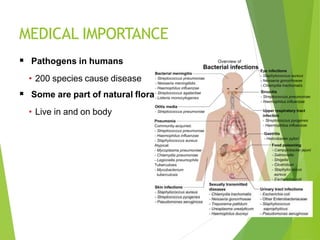 MEDICAL IMPORTANCE
 Pathogens in humans
• 200 species cause disease
 Some are part of natural flora
• Live in and on body
 