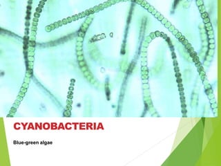 Blue-green algae
CYANOBACTERIA
 