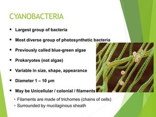 CYANOBACTERIA
 Largest group of bacteria
 Most diverse group of photosynthetic bacteria
 Previously called blue-green algae
 Prokaryotes (not algae)
 Variable in size, shape, appearance
 Diameter 1 – 10 μm
 May be Unicellular / colonial / filaments
• Filaments are made of trichomes (chains of cells)
• Surrounded by mucilaginous sheath
 