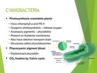 CYANOBACTERIA
 Photosynthesis resembles plants
• Have chlorophyll a and PS II
• Oxygenic photosynthesis – release oxygen
• Accessory pigments – phycobilins
• Present on thylakoid membranes
• Also have electron transport chain
• Structures called phycobilosomes
 Phycocyanin pigment (blue)
• Predominant phycobilin
 CO2 fixation by Calvin cycle
 