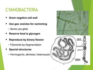 CYANOBACTERIA
 Gram negative cell wall
 Use gas vesicles for swimming
• Some can glide
 Reserve food is glycogen
 Reproduce by binary fission
• Filaments by fragmentation
 Special structures
• Hormogonia, akinetes, heterocysts
 