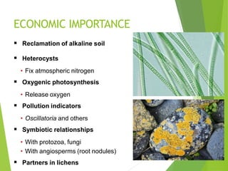 ECONOMIC IMPORTANCE
 Reclamation of alkaline soil
 Heterocysts
• Fix atmospheric nitrogen
 Oxygenic photosynthesis
• Release oxygen
 Pollution indicators
• Oscillatoria and others
 Symbiotic relationships
• With protozoa, fungi
• With angiosperms (root nodules)
 Partners in lichens
 