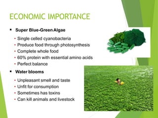 ECONOMIC IMPORTANCE
 Super Blue-GreenAlgae
• Single celled cyanobacteria
• Produce food through photosynthesis
• Complete whole food
• 60% protein with essential amino acids
• Perfect balance
 Water blooms
• Unpleasant smell and taste
• Unfit for consumption
• Sometimes has toxins
• Can kill animals and livestock
 