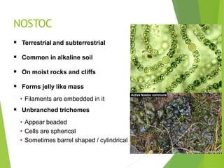 NOSTOC
 Terrestrial and subterrestrial
 Common in alkaline soil
 On moist rocks and cliffs
 Forms jelly like mass
• Filaments are embedded in it
 Unbranched trichomes
• Appear beaded
• Cells are spherical
• Sometimes barrel shaped / cylindrical
 