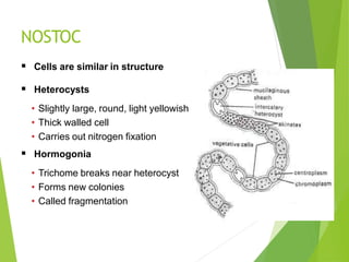 NOSTOC
 Cells are similar in structure
 Heterocysts
• Slightly large, round, light yellowish
• Thick walled cell
• Carries out nitrogen fixation
 Hormogonia
• Trichome breaks near heterocyst
• Forms new colonies
• Called fragmentation
 