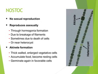 NOSTOC
 No sexual reproduction
 Reproduces asexually
• Through hormogonia formation
• Due to breakage of filaments
• Sometimes due to death of cells
• Or near heterocyst
 Akinete formation
• Thick walled, enlarged vegetative cells
• Accumulate food, become resting cells
• Germinate again in favorable cells
 