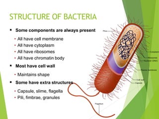 STRUCTURE OF BACTERIA
 Some components are always present
• All have cell membrane
• All have cytoplasm
• All have ribosomes
• All have chromatin body
 Most have cell wall
• Maintains shape
 Some have extra structures
• Capsule, slime, flagella
• Pili, fimbrae, granules
 
