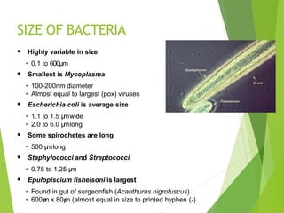 SIZE OF BACTERIA
 Highly variable in size
• 0.1 to 600μm
 Smallest is Mycoplasma
• 100-200nm diameter
• Almost equal to largest (pox) viruses
 Escherichia coli is average size
• 1.1 to 1.5 μ
mwide
• 2.0 to 6.0 μ
mlong
 Some spirochetes are long
• 500 μ
mlong
 Staphylococci and Streptococci
• 0.75 to 1.25 μ
m
 Epulopiscium fishelsoni is largest
• Found in gut of surgeonfish (Acanthurus nigrofuscus)
• 600μ
m x 80μ
m (almost equal in size to printed hyphen (-)
 