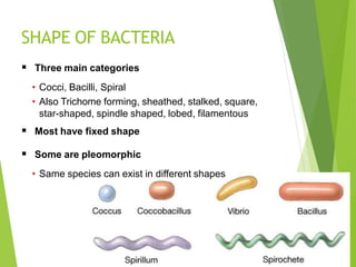 SHAPE OF BACTERIA
 Three main categories
• Cocci, Bacilli, Spiral
• Also Trichome forming, sheathed, stalked, square,
star-shaped, spindle shaped, lobed, filamentous
 Most have fixed shape
 Some are pleomorphic
• Same species can exist in different shapes
 
