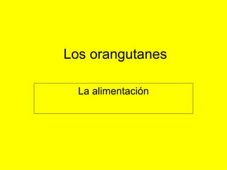 Los orangutanes La alimentación 