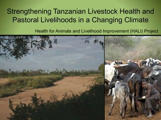 Strengthening Tanzanian Livestock Health and Pastoral Livelihoods in a Changing Climate Health for Animals and Livelihood Improvement (HALI) Project 