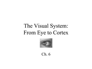 The Visual System:
From Eye to Cortex

Ch. 6

 
