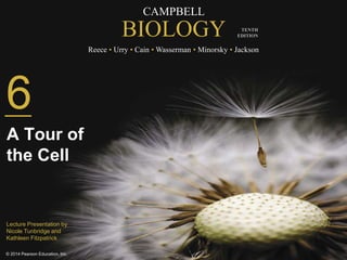 CAMPBELL
BIOLOGY
Reece • Urry • Cain • Wasserman • Minorsky • Jackson
© 2014 Pearson Education, Inc.
TENTH
EDITION
6
A Tour of
the Cell
Lecture Presentation by
Nicole Tunbridge and
Kathleen Fitzpatrick
 