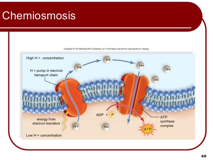 06 Lecture Animation Ppt
