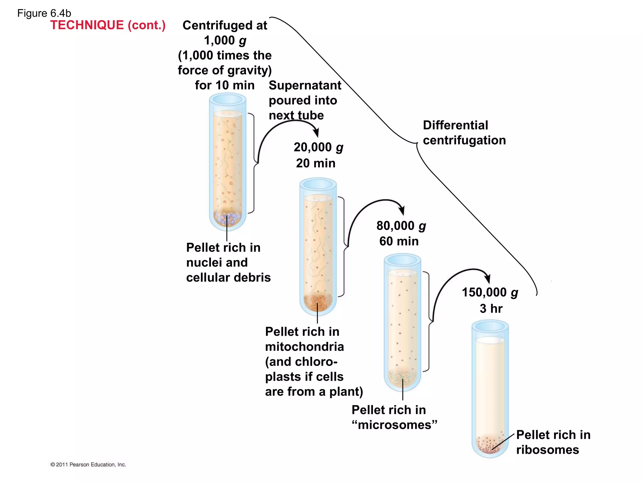 Ch 6: A Tour of the Cell | PPT | Biological Sciences | Science