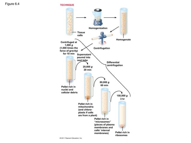 Ch 6: A Tour of the Cell | PPT | Biological Sciences | Science