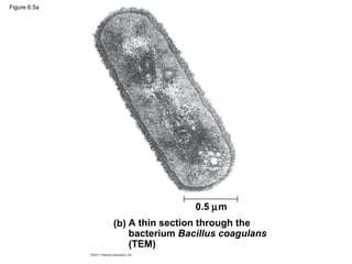 Ch 6: A Tour of the Cell | PPT