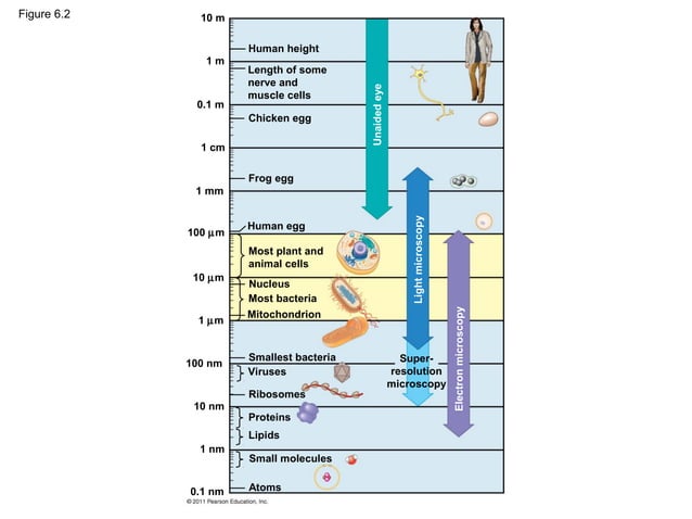 Ch 6: A Tour of the Cell | PPT | Biological Sciences | Science